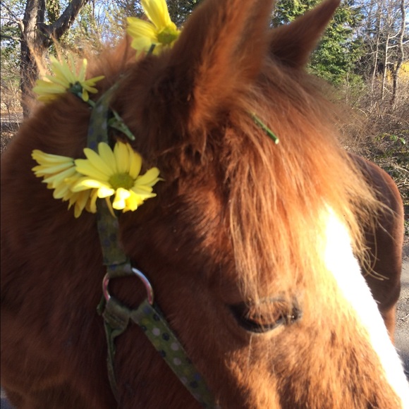 Meet your Posher, Missy - Picture 1 of 1